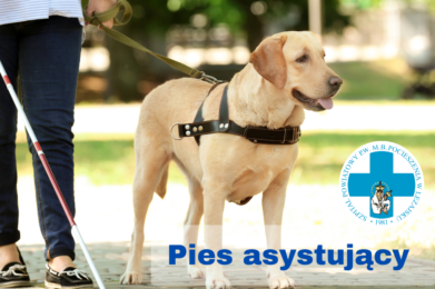 Zasady wejścia z psem asystującym
